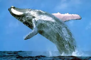 Animali da record: le specie che battono ogni primato della natura