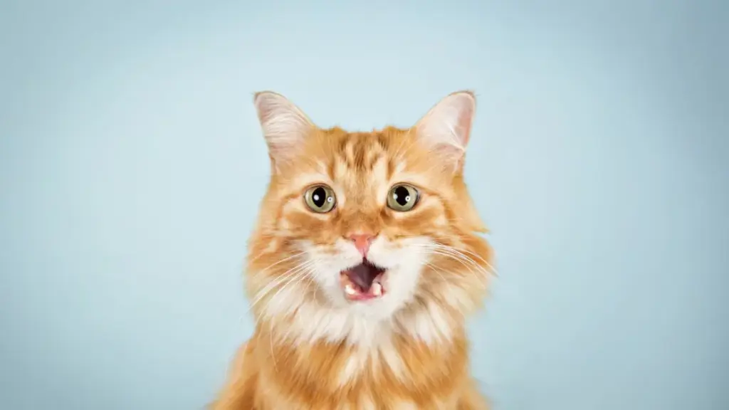 I gatti arancioni sono davvero i più buffi? La genetica potrebbe fornire una risposta
