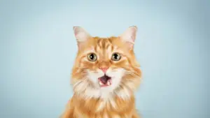 I gatti arancioni sono davvero i più buffi? La genetica potrebbe fornire una risposta