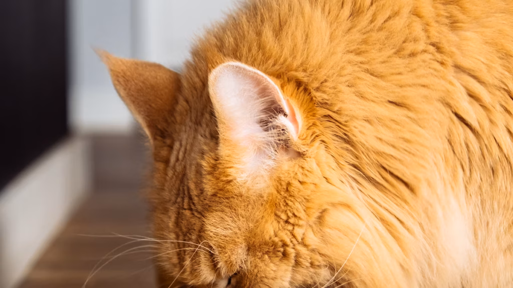 Cibo per animali costoso: perché non vale la pena rischiare per la salute del tuo amico