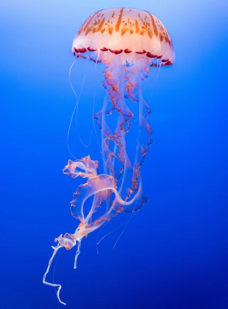 Le meduse dormono e si concedono anche pisolini pomeridiani: la ricerca ha dimostrato tutto