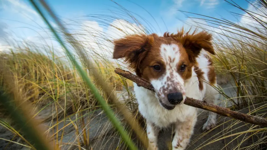 Quando un animale diventa domestico? Il nuovo dibattito scientifico sul confine tra natura e uomo