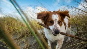 Quando un animale diventa domestico? Il nuovo dibattito scientifico sul confine tra natura e uomo