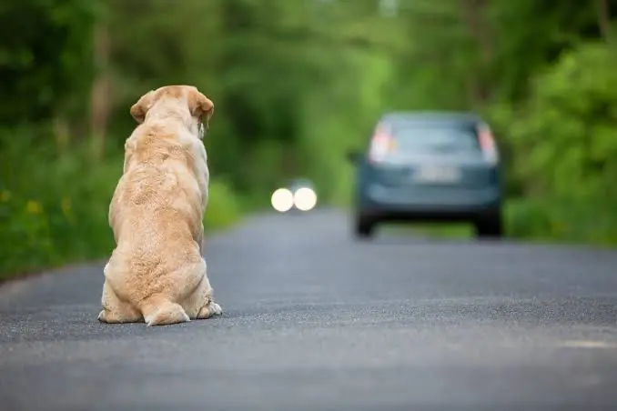 Animali abbandonati in estate: il fenomeno cresce con le vacanze, ma prevenzione e adozioni possono salvare molte vite