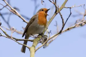Animali e rumore urbano: il traffico sta cambiando il comportamento della fauna