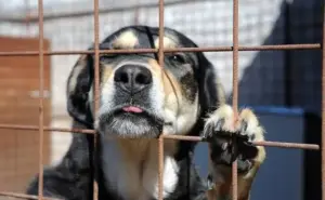 Maltrattamenti sugli animali: come riconoscerli, prevenirli e denunciarli