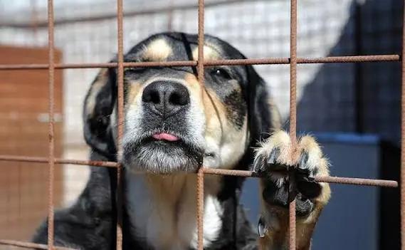 Maltrattamenti sugli animali: come riconoscerli, prevenirli e denunciarli