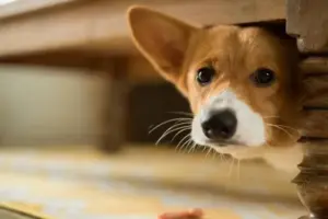 Il benessere psicologico degli animali: anche loro possono soffrire stress e ansia