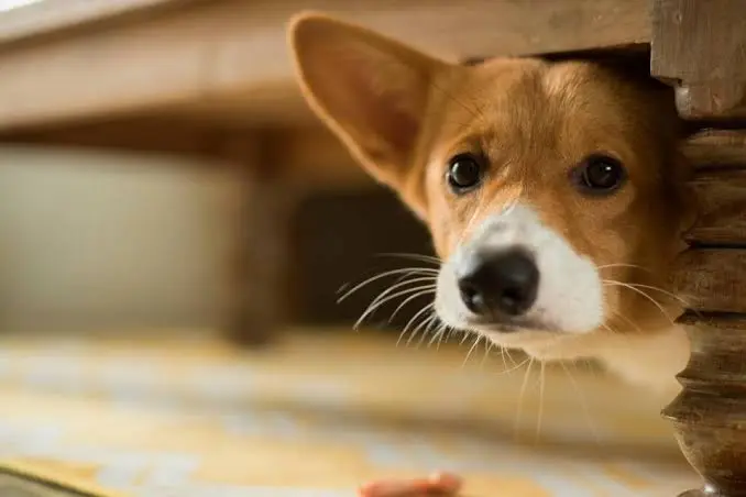 Il benessere psicologico degli animali: anche loro possono soffrire stress e ansia