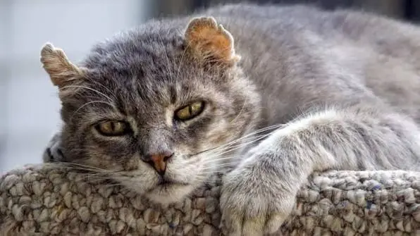 Come preparare la casa per un gatto anziano: gli accorgimenti per farlo vivere meglio
