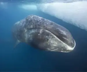 Gli animali più longevi del pianeta: i segreti delle specie che sfidano il tempo