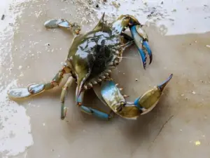 Specie aliene in Italia: quali animali stanno conquistando nuovi territori?