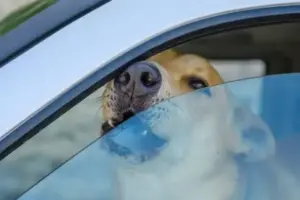 Cani lasciati in auto sotto il sole: cosa rischiano e cosa fare per salvarli