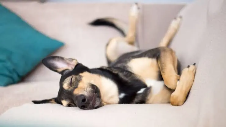 Cosa sognano gli animali? Ecco cosa dice la ricerca scientifica