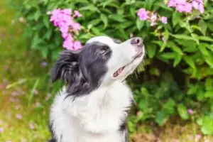 Il linguaggio segreto della natura: come gli animali comunicano con piante, odori e vibrazioni