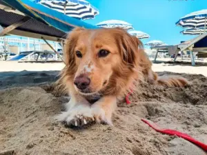 Cani al mare, le regole per una giornata sicura tra sole, acqua e sabbia