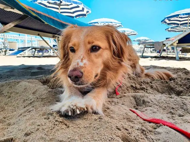 Cani al mare, le regole per una giornata sicura tra sole, acqua e sabbia
