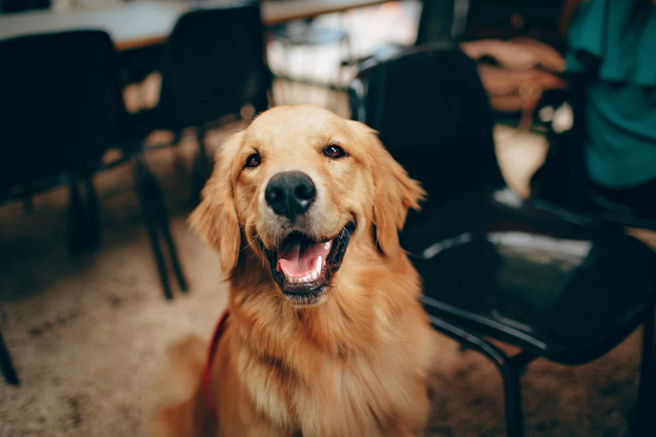 Il tuo cane ti capisce? Scopri quante parole può comprendere il tuo migliore amico