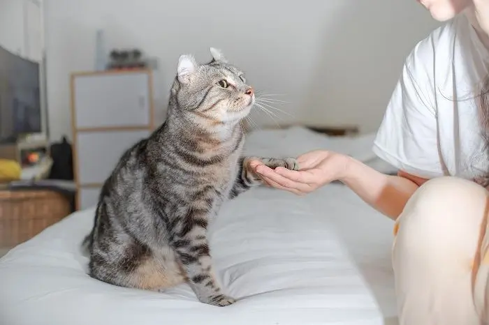 Il mio gatto finge di zoppicare, cosa vuole dirmi?