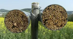 I “condomini per animali”: dalle casette per api agli hotel per insetti
