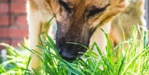 Perché i cani mangiano l’erba? Le possibili cause e quando è meglio preoccuparsi