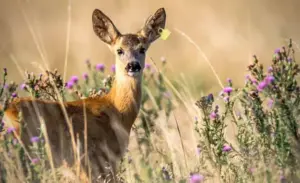 Animali e cambiamenti climatici: come il riscaldamento globale sta modificando la vita della fauna