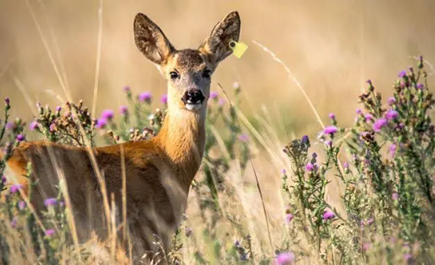 Animali e cambiamenti climatici: come il riscaldamento globale sta modificando la vita della fauna