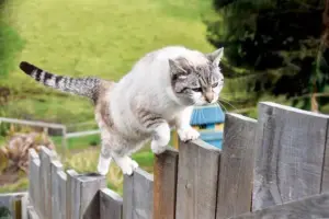 Gatti domestici e vita all’aperto: quali sono i rischi per gli animali che escono di casa