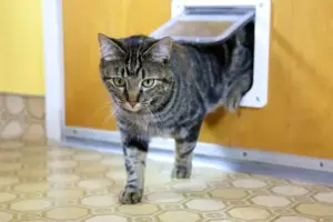 Gatto domestico o gatto che esce: quali sono i rischi?