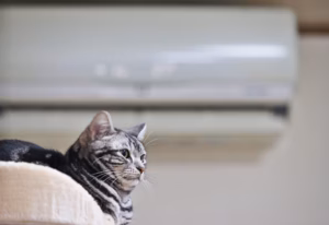 Animali e aria condizionata: come si comportano cani e gatti