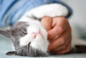 Malattie del gatto: come curare la Fip, una sindrome potenzialmente letale
