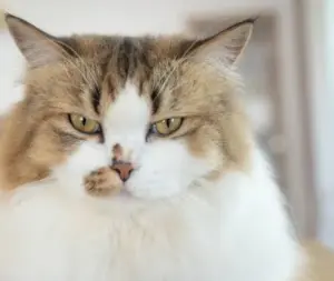Quando arriva un nuovo gatto in casa: cosa fare se il gatto residente non lo accetta