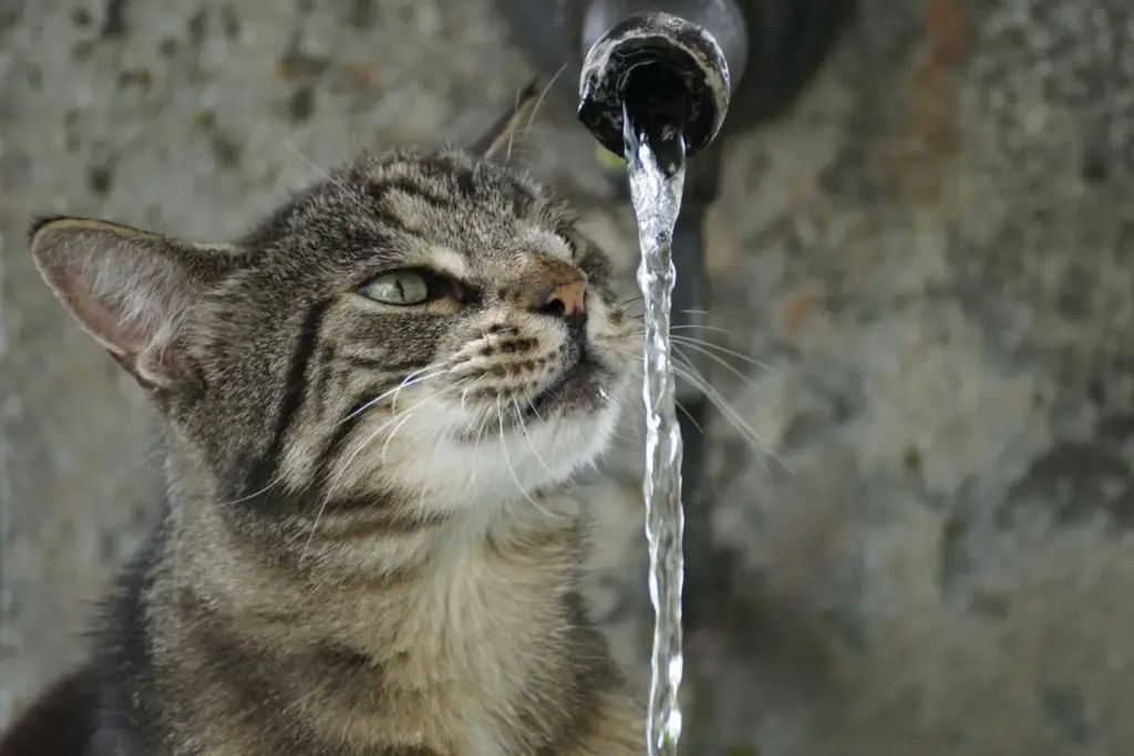 Come il caldo estremo sta cambiando la vita degli animali
