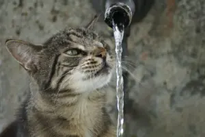 Come il caldo estremo sta cambiando la vita degli animali