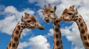 Gli animali che parlano tra loro: il linguaggio segreto della natura