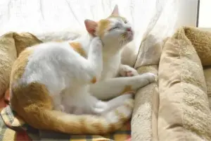 Il mio cane si gratta e si lecca continuamente, è grave? Cosa fare