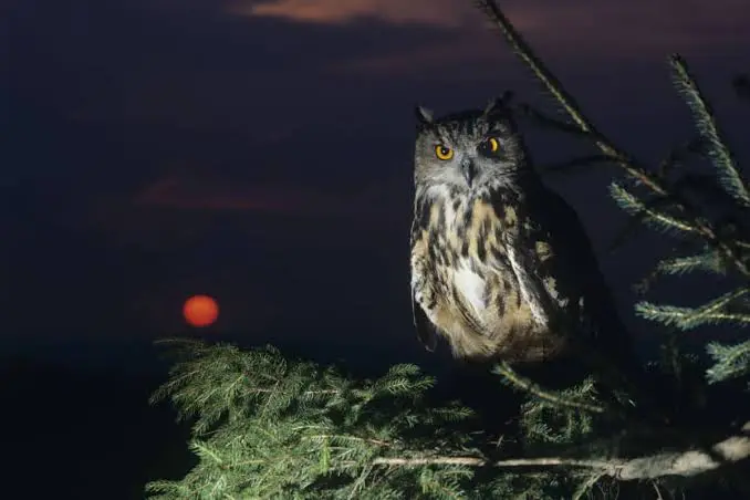 La vita segreta degli animali notturni: il mondo che si risveglia quando noi dormiamo