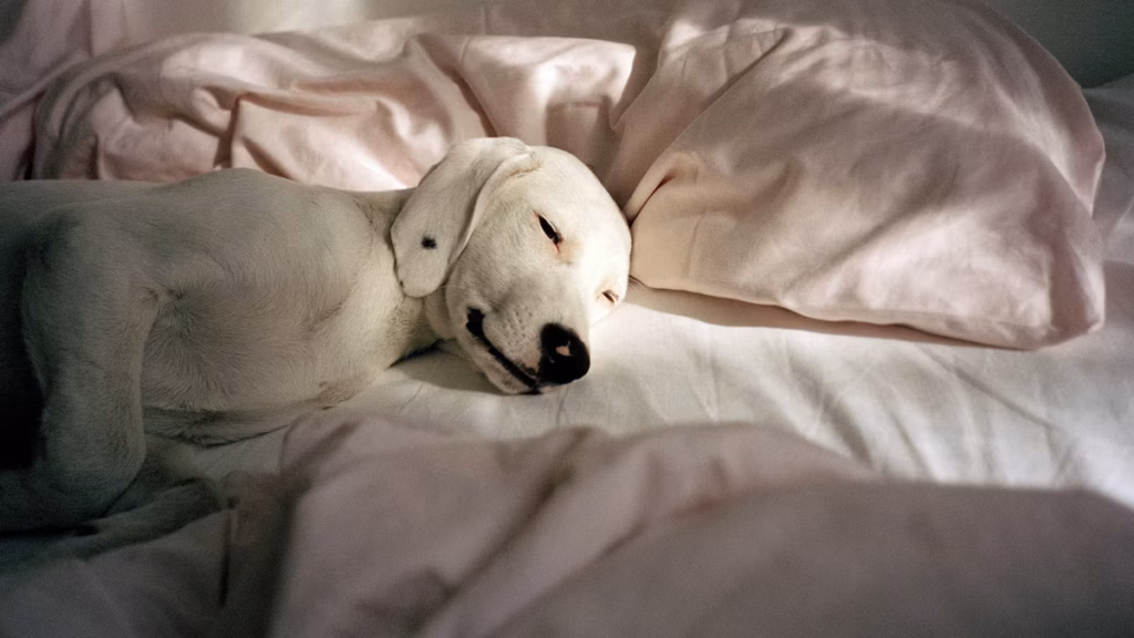 I cani soffrono per il cambio dell’ora come noi? Scopri perché