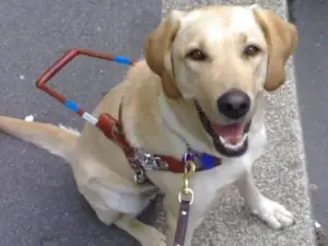 Quando il cane guida va in pensione: la seconda vita dei nostri eroi a quattro zampe