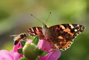 Api, farfalle e insetti impollinatori: perché la loro tutela è fondamentale anche nelle città