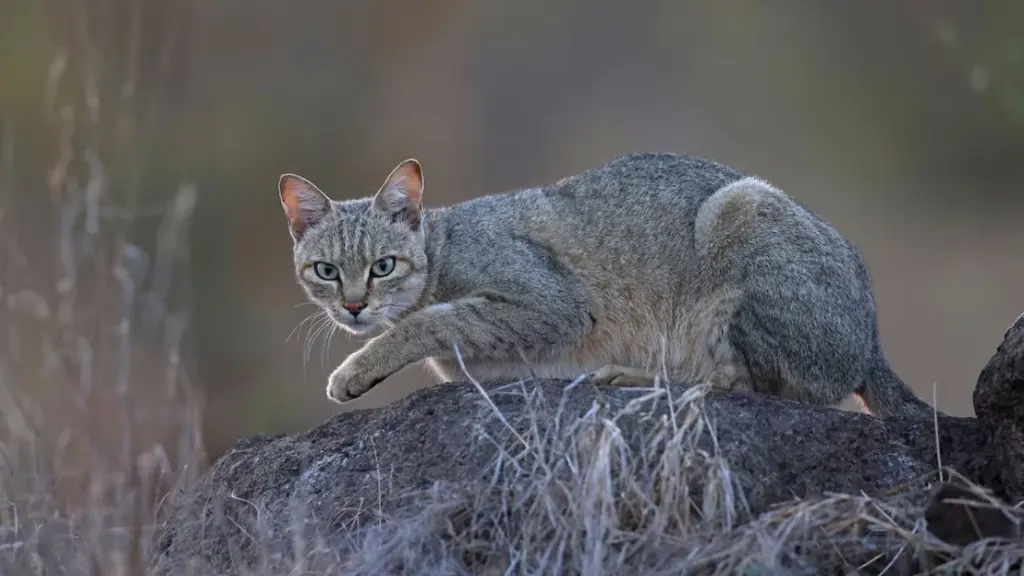 Nuove scoperte sul DNA rivelano quando i gatti sono stati addomesticati