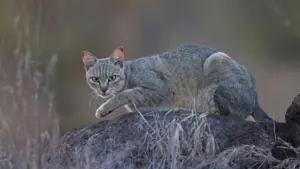 Nuove scoperte sul DNA rivelano quando i gatti sono stati addomesticati