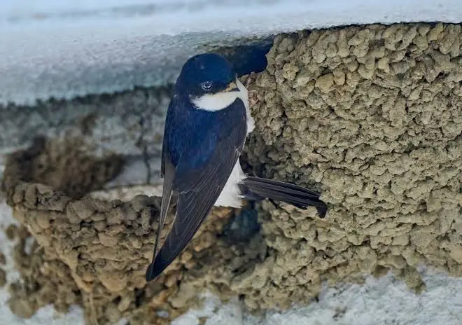 Gli animali architetti: le incredibili costruzioni create senza ingegneri