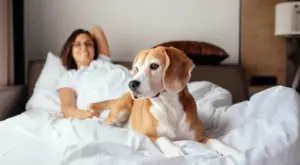 Vacanze con gli animali: spiagge, hotel e trasporti, tutte le regole da conoscere