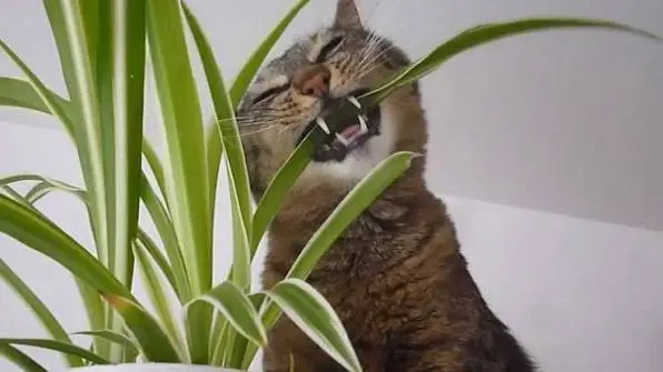 Gatti e piante: quali sono pericolose e quali invece si possono tenere in casa