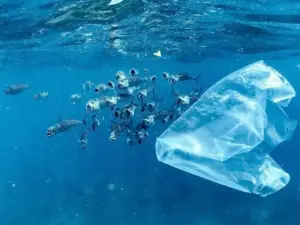 Plastica negli oceani: quali animali sono maggiormente colpiti?