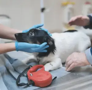 Animali feriti o in difficoltà: cosa fare quando si trova un cane, un gatto o un animale selvatico