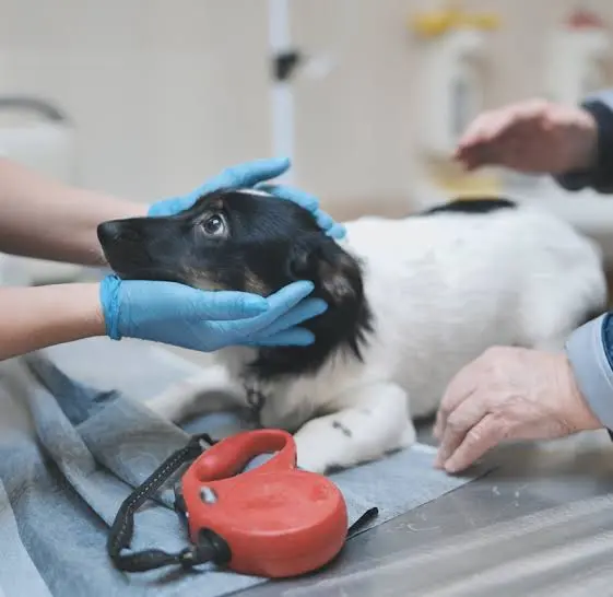 Animali feriti o in difficoltà: cosa fare quando si trova un cane, un gatto o un animale selvatico