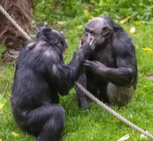 Gli animali che si curano da soli: quando la natura diventa una farmacia