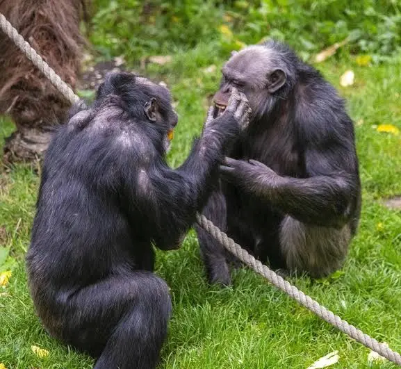 Gli animali che si curano da soli: quando la natura diventa una farmacia
